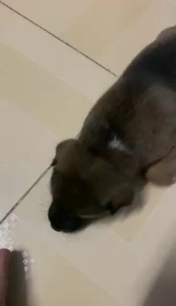 Chó cái đã tiêm 7 bệnh. Mua bán Chó tại Quận Cẩm Lệ Đà Nẵng được đăng bởi Nguyen ngọc giang hình 1