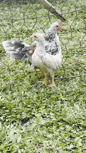 Gà bông mái 3 tháng rưỡi. Mua bán Gà tại Huyện Hóc Môn Tp Hồ Chí Minh được đăng bởi Nguyễn Tuấn Kiệt  hình 1