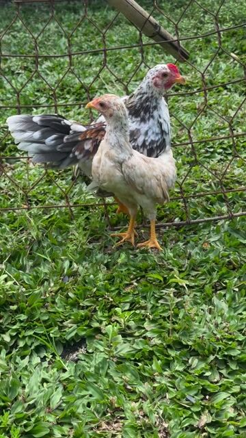Gà bông mái 3 tháng rưỡi. Mua bán Gà tại Huyện Hóc Môn Tp Hồ Chí Minh được đăng bởi Nguyễn Tuấn Kiệt  hình 1
