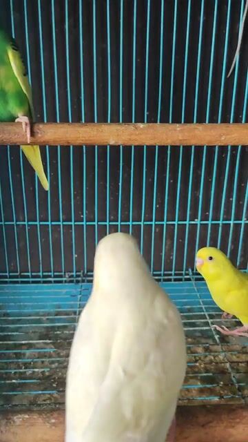 Vẹt Yến phụng. Mua bán Chim tại Huyện Tháp Mười Đồng Tháp được đăng bởi Minh Trung Nguyen hình 1