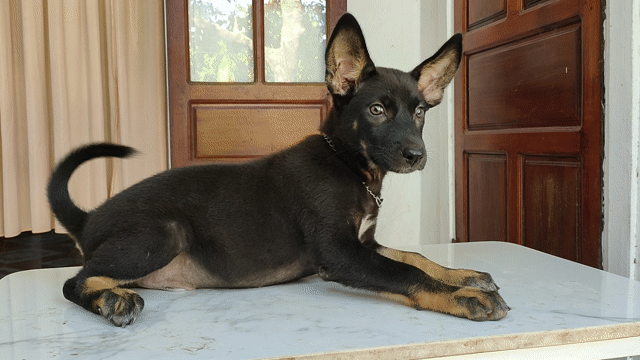 Bán chó con Doberman đẹp.. Mua bán Chó tại Quận Hải Châu Đà Nẵng được đăng bởi Hà Phương hình 1