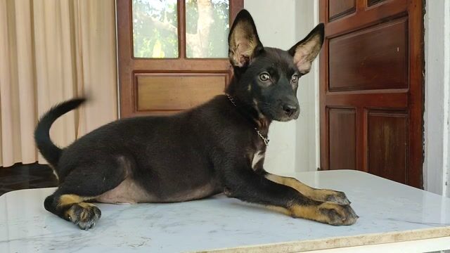 Bán chó con Doberman đẹp.. Mua bán Chó tại Quận Hải Châu Đà Nẵng được đăng bởi An Bảo hình 1