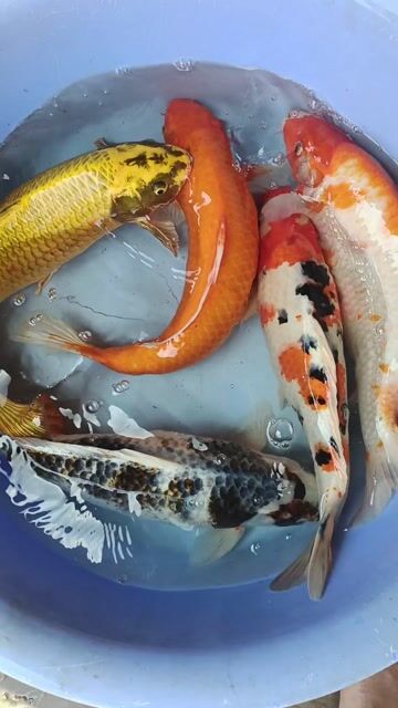 Cá Koi F1 45-50cm Nhiều màu. Mua bán Thú cưng khác tại Quận Bình Tân Tp Hồ Chí Minh được đăng bởi trân phúc hình 1