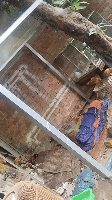 Gà tre bắc cọc mini trống mái 1-5 tháng. Mua bán Gà tại Thành phố Buôn Ma Thuột Đắk Lắk được đăng bởi Thang hình 1