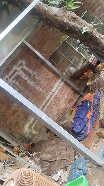 Gà tre bắc cọc mini trống mái 1-5 tháng. Mua bán Gà tại Thành phố Buôn Ma Thuột Đắk Lắk được đăng bởi Thang hình 1