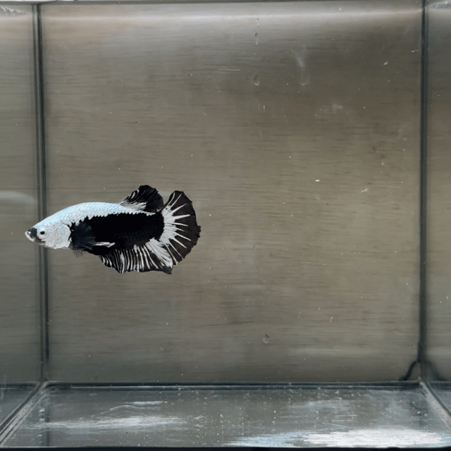 Cá Betta Plakat Trống 3-3.5cm. Mua bán Thú cưng khác tại Quận 3 Tp Hồ Chí Minh được đăng bởi Long hình 1
