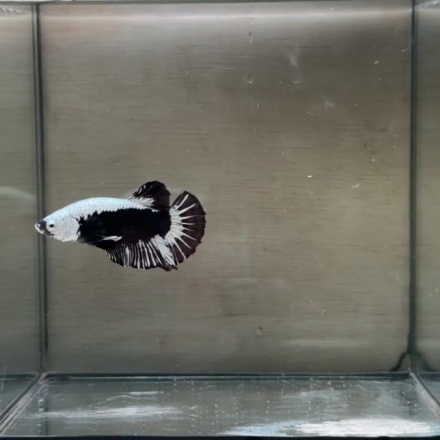 Cá Betta Plakat Trống 3-3.5cm. Mua bán Thú cưng khác tại Quận 3 Tp Hồ Chí Minh được đăng bởi Long hình 1