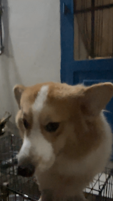 Chó Corgi đực 8 tháng Vàng trắng đã tiêm ngừa. Mua bán Chó tại Quận 12 Tp Hồ Chí Minh được đăng bởi Hà AMY hình 1