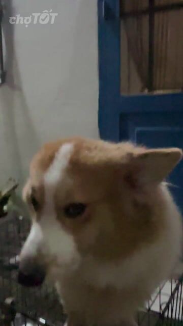 Chó Corgi đực 8 tháng Vàng trắng đã tiêm ngừa. Mua bán Chó tại Quận 12 Tp Hồ Chí Minh được đăng bởi Hà AMY hình 1
