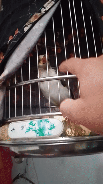 Chim trắng trống 1 mắt. Mua bán Chim tại Quận Long Biên Hà Nội được đăng bởi đời như sit hình 1
