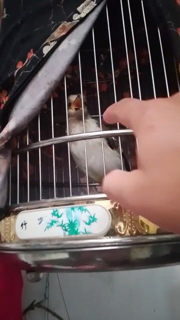 Chim trắng trống 1 mắt. Mua bán Chim tại Quận Long Biên Hà Nội được đăng bởi đời như sit hình 1