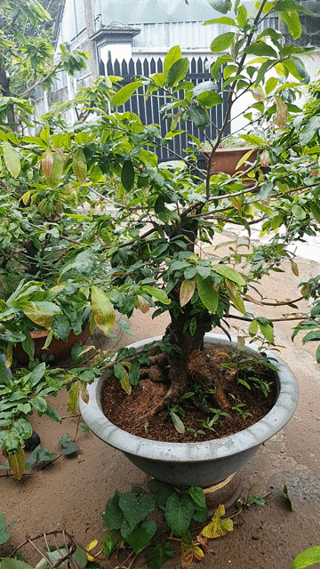 Cây cảnh Mai lùn 60cm Đế vip. Mua bán Cây cảnh, đồ trang trí tại Thành phố Thủ Đức Tp Hồ Chí Minh được đăng bởi vinhcaycanh hình 1