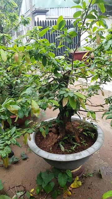 Cây cảnh Mai lùn 60cm Đế vip. Mua bán Cây cảnh, đồ trang trí tại Thành phố Thủ Đức Tp Hồ Chí Minh được đăng bởi vinhcaycanh hình 1