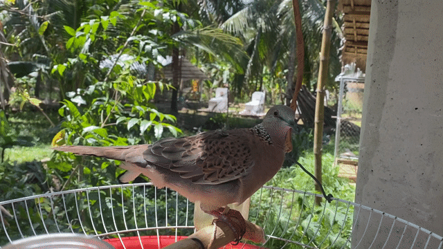 Chim cu gáy 4-5 tháng đút ăn từ nhỏ rất dạng ngươi. Mua bán Chim tại Huyện Mỏ Cày Bắc Bến Tre được đăng bởi Phan phụng hình 1