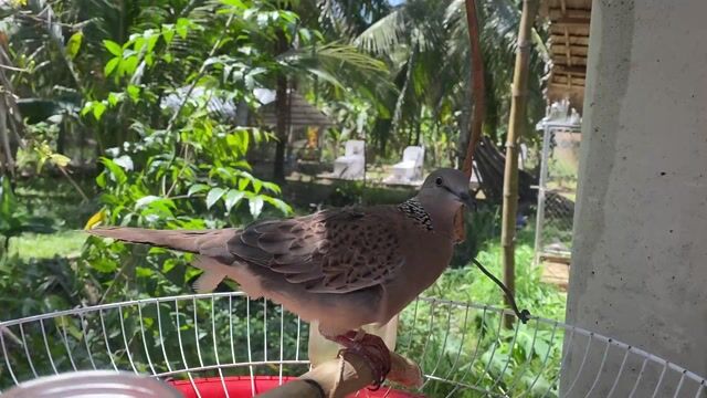 Chim cu gáy 4-5 tháng đút ăn từ nhỏ rất dạng ngươi. Mua bán Chim tại Huyện Mỏ Cày Bắc Bến Tre được đăng bởi Phan phụng hình 1