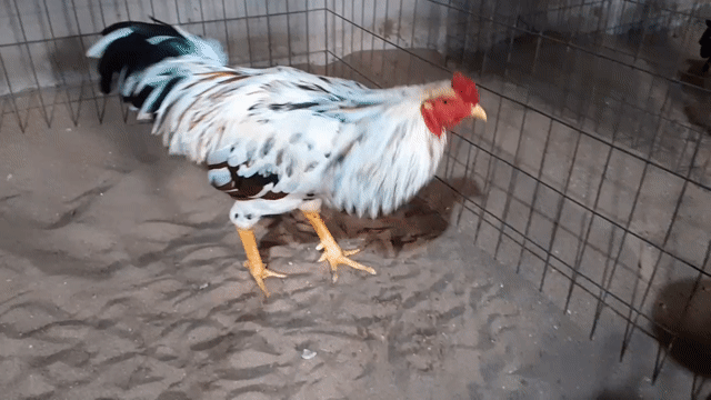 Gà chọi Đực Vàng 3.2kg. Mua bán Gà tại Thành phố Châu Đốc An Giang được đăng bởi Bin Gà hình 1