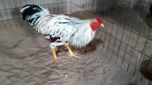 Gà chọi Đực Vàng 3.2kg. Mua bán Gà tại Thành phố Châu Đốc An Giang được đăng bởi Bin Gà hình 1