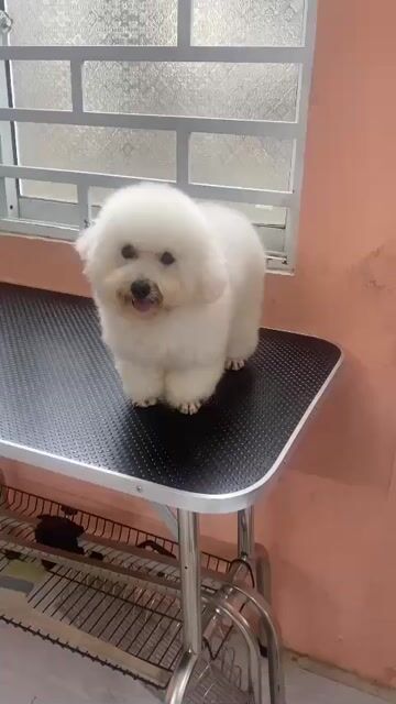 Bichon lai poodle, lông trắng, 5tháng tuổi. Mua bán Chó tại Thị xã Bình Minh Vĩnh Long được đăng bởi Lanhpet Shop hình 1