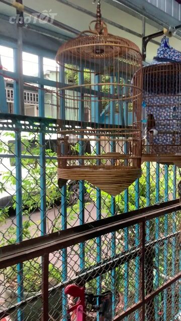 3 chim khoen xanh. Mua bán Chim tại Quận 8 Tp Hồ Chí Minh được đăng bởi Tuấn hình 1