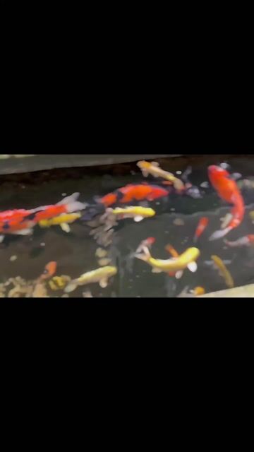 Cá Koi. Mua bán Thú cưng khác tại Quận Bình Thuỷ Cần Thơ được đăng bởi Sang hình 1