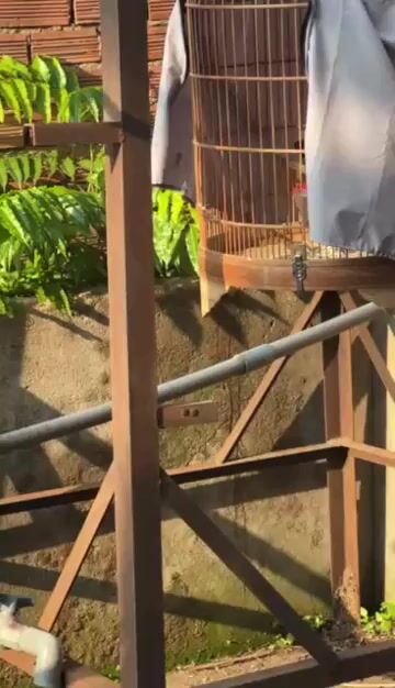 chim hơi nhát người. Mua bán Chim tại Huyện Trảng Bom Đồng Nai được đăng bởi minh hoàng hình 1