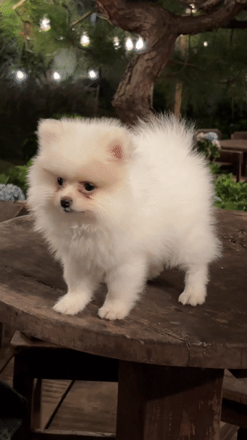 Chó Pom Cái Trắng 2 tháng Đã tiêm 1 mũi. Mua bán Chó tại Quận Gò Vấp Tp Hồ Chí Minh được đăng bởi Hoang Nguyen Trong Anh hình 1