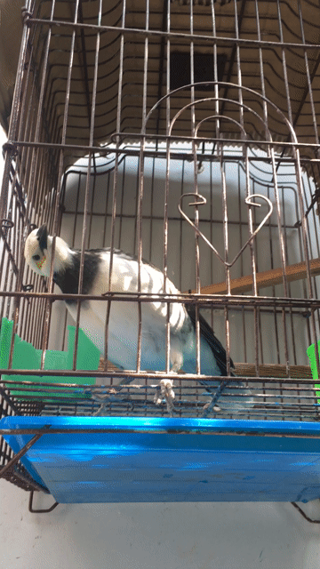 Chim cưỡng 1 năm biết nói. Mua bán Chim tại Quận 7 Tp Hồ Chí Minh được đăng bởi Tâmphạm hình 1