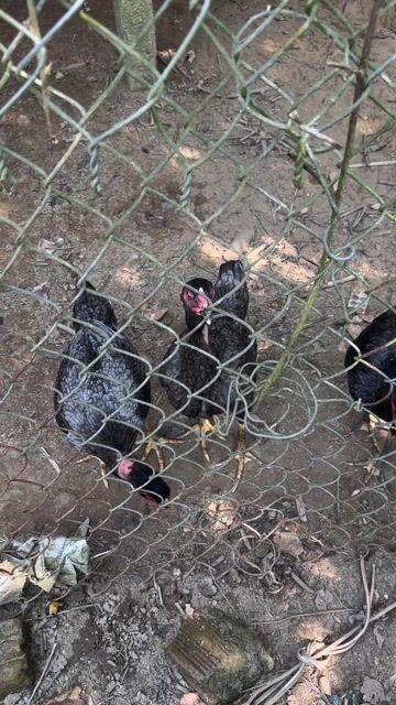 Gà mái Đen Cái đang đẻ lứa so. Mua bán Gà tại Thị xã Điện Bàn Quảng Nam được đăng bởi Văn Phương hình 1