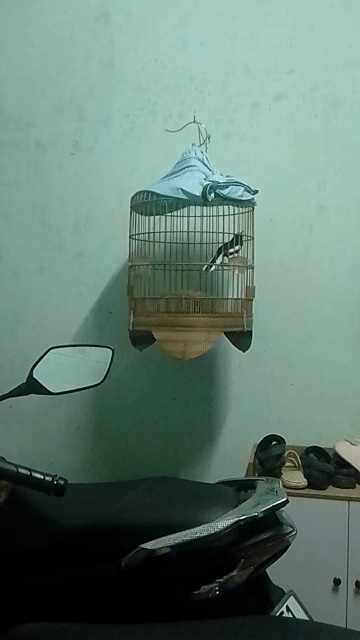 Chim chào mào trống Đen trắng Mùa 3. Mua bán Chim tại Quận Liên Chiểu Đà Nẵng được đăng bởi Ninh Bình hình 1