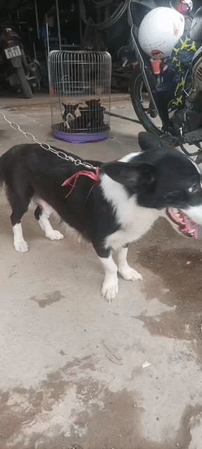 Chó Lai Corgi, Phốc, Pug con. Mua bán Chó tại Quận Bắc Từ Liêm Hà Nội được đăng bởi tiểu kim hình 1