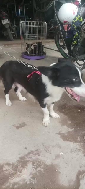 Chó Lai Corgi, Phốc, Pug con. Mua bán Chó tại Quận Bắc Từ Liêm Hà Nội được đăng bởi tiểu kim hình 1