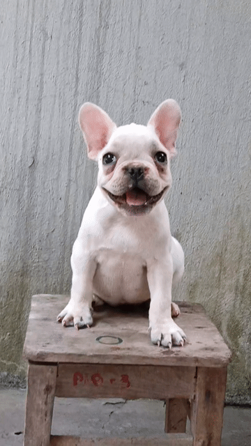 Bull Pháp cái. Mua bán Chó tại Thị xã Duy Tiên Hà Nam được đăng bởi Vũ Văn Tính hình 1