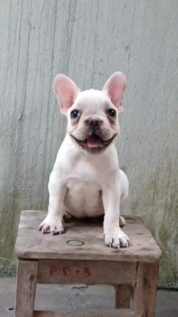 Bull Pháp cái. Mua bán Chó tại Thị xã Duy Tiên Hà Nam được đăng bởi Vũ Văn Tính hình 1
