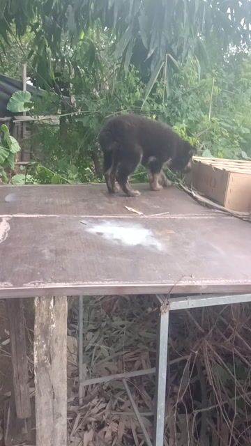 một em cộc tịt xù . Mua bán Chó tại Huyện Mê Linh Hà Nội được đăng bởi Nguyễn duy hội  hình 1