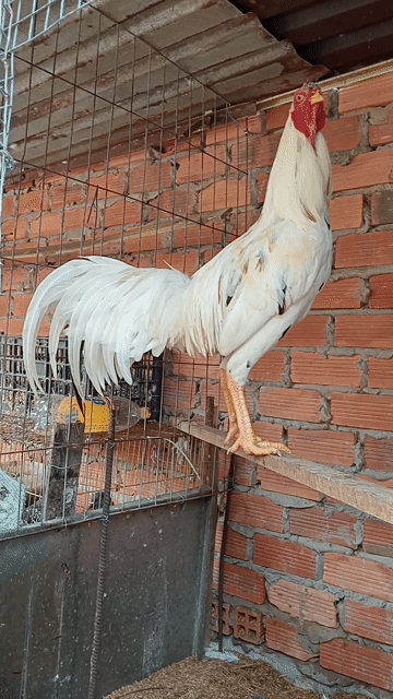 Gà Bướm thái mỹ 3.4kg 7 tháng. Mua bán Gà tại Huyện Bến Lức Long An được đăng bởi Hoàng  hình 1