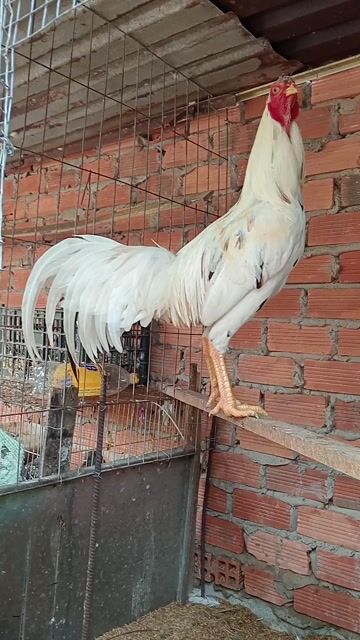 Gà Bướm thái mỹ 3.4kg 7 tháng. Mua bán Gà tại Huyện Bến Lức Long An được đăng bởi Hoàng  hình 1