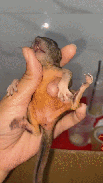sóc bông baby. Mua bán Thú cưng khác tại Quận Bình Tân Tp Hồ Chí Minh được đăng bởi Trịnh Gia Linh hình 1