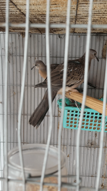 Chim cu gáy 3 tháng tuổi trống Malaysia. Mua bán Chim tại Quận 6 Tp Hồ Chí Minh được đăng bởi Phạm văn Tan hình 1