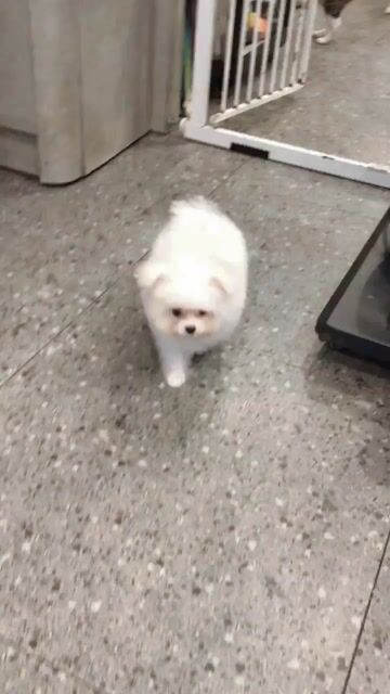 Pompoo cái 2 tháng rưỡi. Mua bán Chó tại Thành phố Thủ Đức Tp Hồ Chí Minh được đăng bởi Liên Lâm hình 1