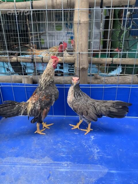cặp gà tre bắc sắp sinh sản. Mua bán Gà tại Thị xã Bình Minh Vĩnh Long được đăng bởi Vinh gà kiểng Vĩnh Long hình 1