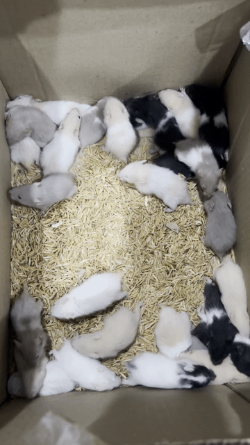 Chuột Hamster. Mua bán Thú cưng khác tại Quận Tân Bình Tp Hồ Chí Minh được đăng bởi Thảo Nguyễnn hình 1