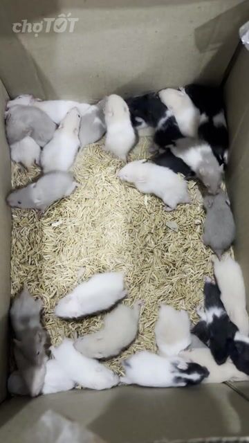 Chuột Hamster. Mua bán Thú cưng khác tại Quận Tân Bình Tp Hồ Chí Minh được đăng bởi Thảo Nguyễnn hình 1