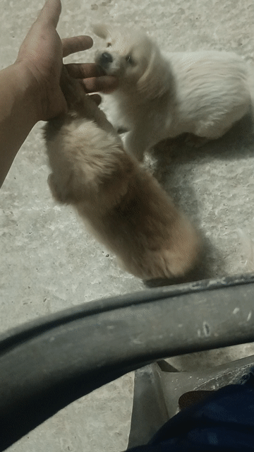 Chó Poodle con nâu vàng. Mua bán Chó tại Thành phố Chí Linh Hải Dương được đăng bởi An Khánh hình 1
