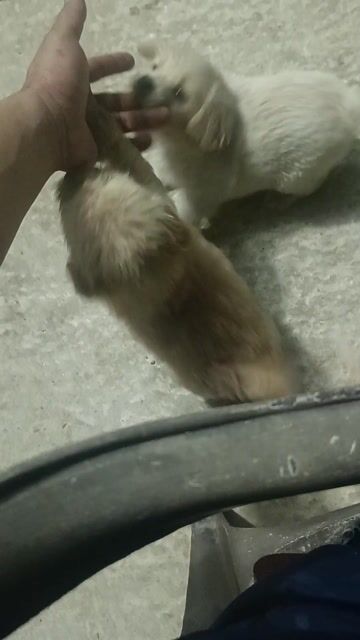 Chó Poodle con nâu vàng. Mua bán Chó tại Thành phố Chí Linh Hải Dương được đăng bởi An Khánh hình 1