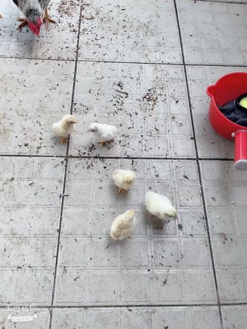 Gà con Vàng nhạt mới tách mẹ. Mua bán Gà tại Quận 8 Tp Hồ Chí Minh được đăng bởi Bé Sang hình 1