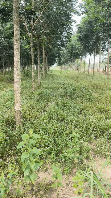 Mua bán Đất Huyện Lộc Ninh Bình Phước diện tích 46000 m² giá 8 tỷ