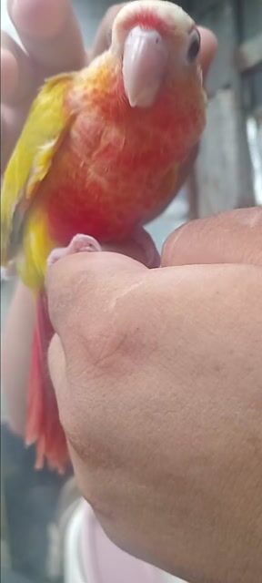 Chim Suncheek Vàng Đỏ. Mua bán Chim tại Huyện Hóc Môn Tp Hồ Chí Minh được đăng bởi Như Lê hình 1