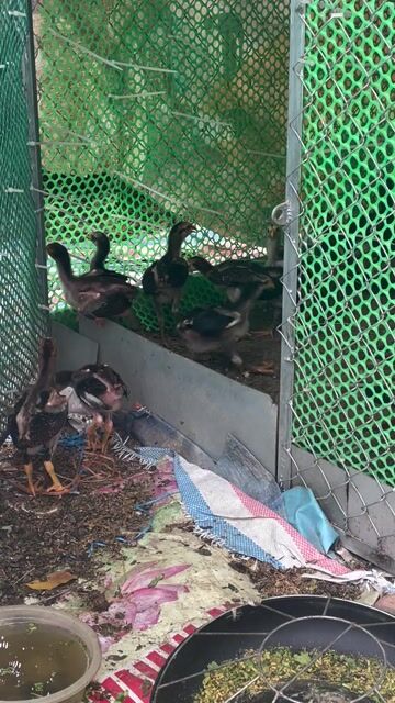 Gà Đốc cổ đấm hơn 1 tháng khỏe mạnh. Mua bán Gà tại Huyện Phúc Thọ Hà Nội được đăng bởi Tô Hiếu hình 1