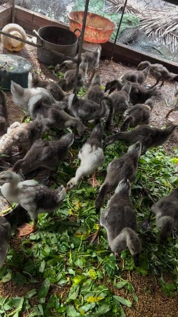 Ngỗng sư tử lai 1,5 tháng tuổi. Mua bán Thú cưng khác tại Quận 12 Tp Hồ Chí Minh được đăng bởi Đại Farm hình 1