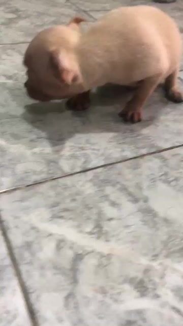 Chó Chihuahua đực thuần chủng dễ thương có fix. Mua bán Chó tại Quận 12 Tp Hồ Chí Minh được đăng bởi Huỳnh Nguyễn hình 1